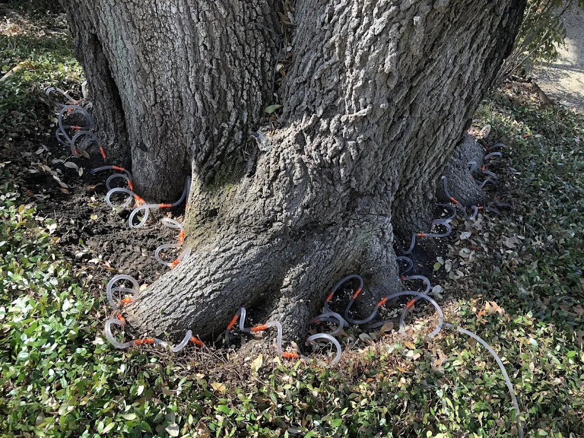 Detailed Tree Cabling and Bracing job site in Roseburg