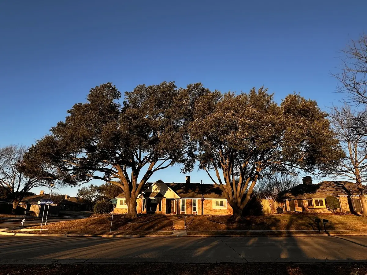 Established residential canopy tree shading a home in Roseburg